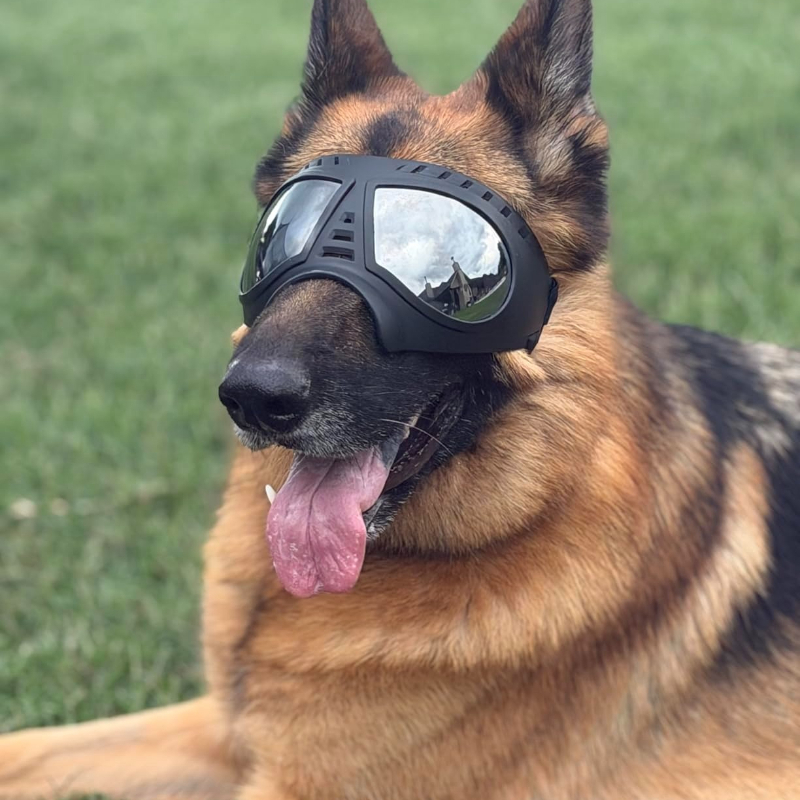 Pet Glasses for medium large-s - Sunglass Retainer Cord review and price